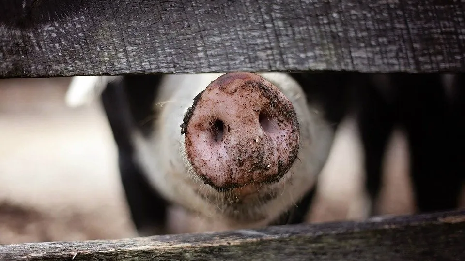 Rubrik_Tierschutz-schwein-pixabay-animal-1867180_960_720